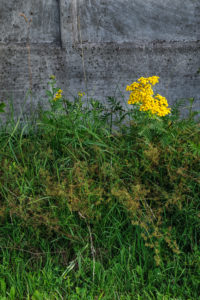Natural Science, Grass growing near the concrete fence Natural Science, Grass growing near the concrete fence